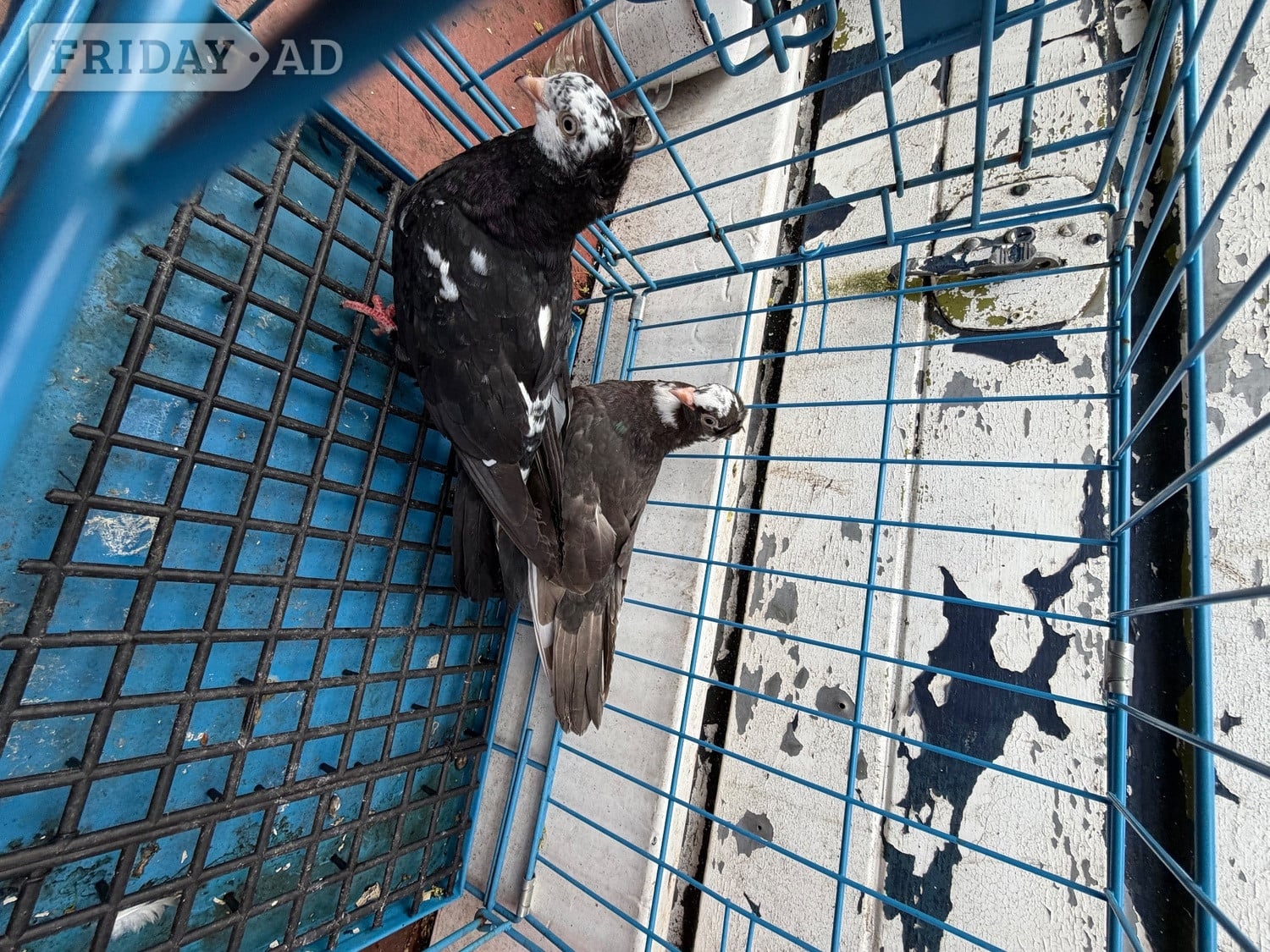 Pigeon for sale - Birds