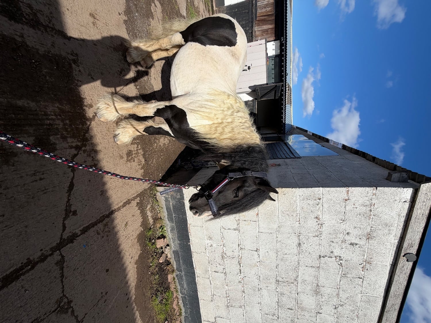 "Domino " Coloured Gelding Coloured