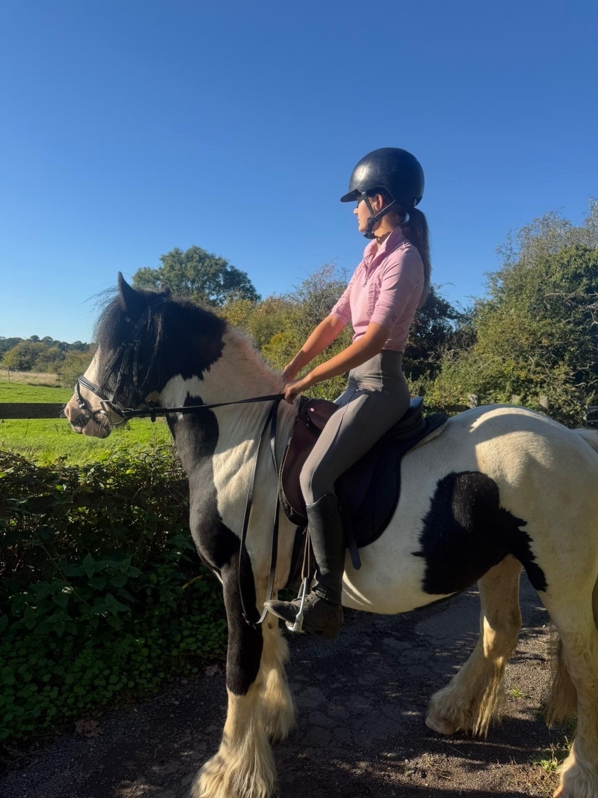Halesowen "Domino " Coloured Gelding Coloured