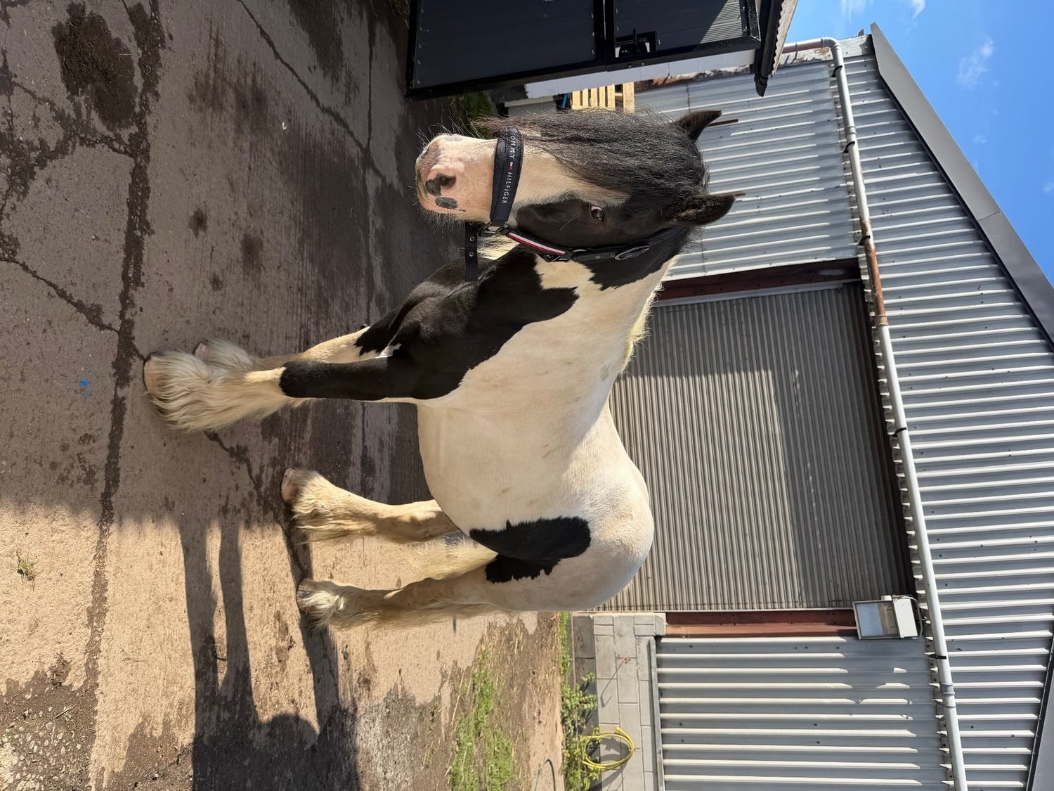 "Domino " Coloured Gelding Coloured - Horses in Halesowen