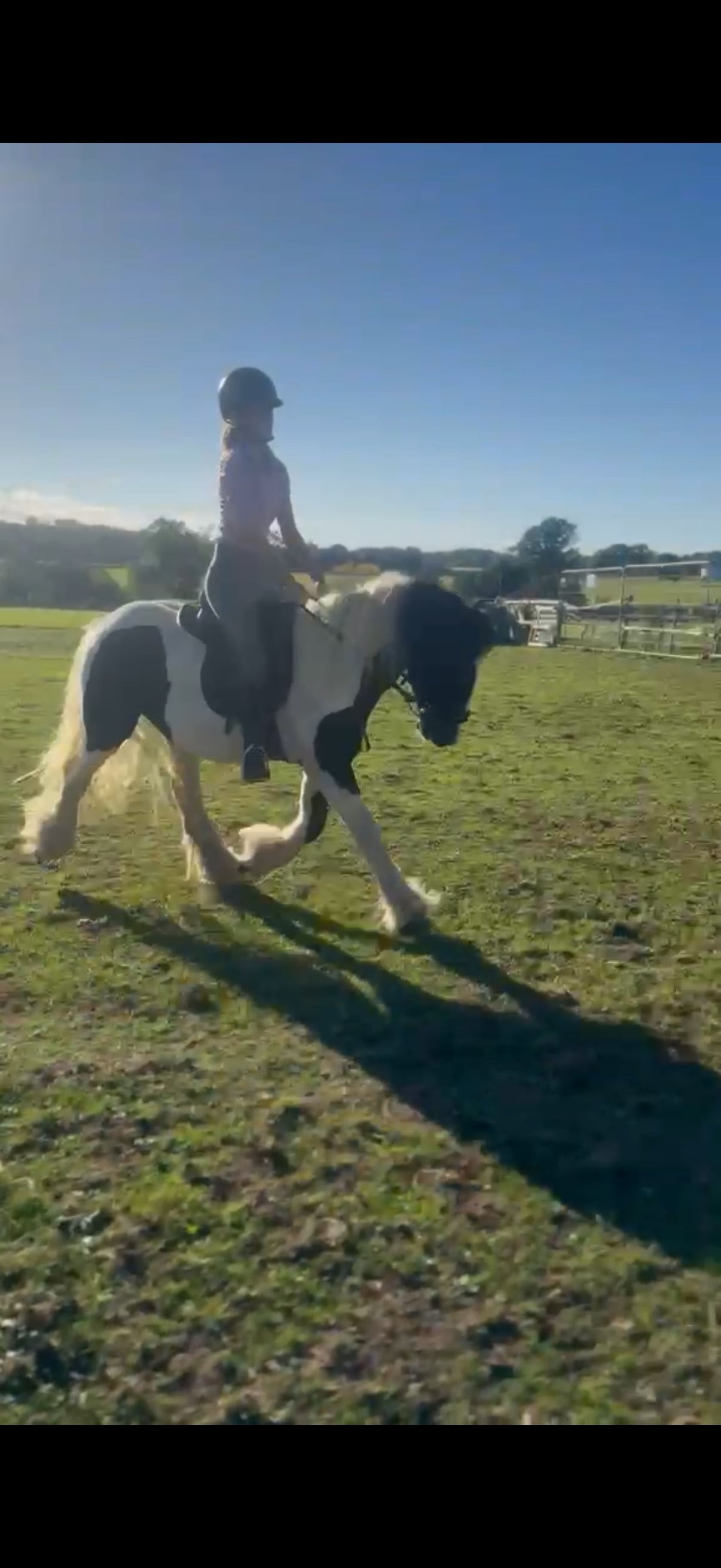"Domino " Coloured Gelding Coloured - Horses