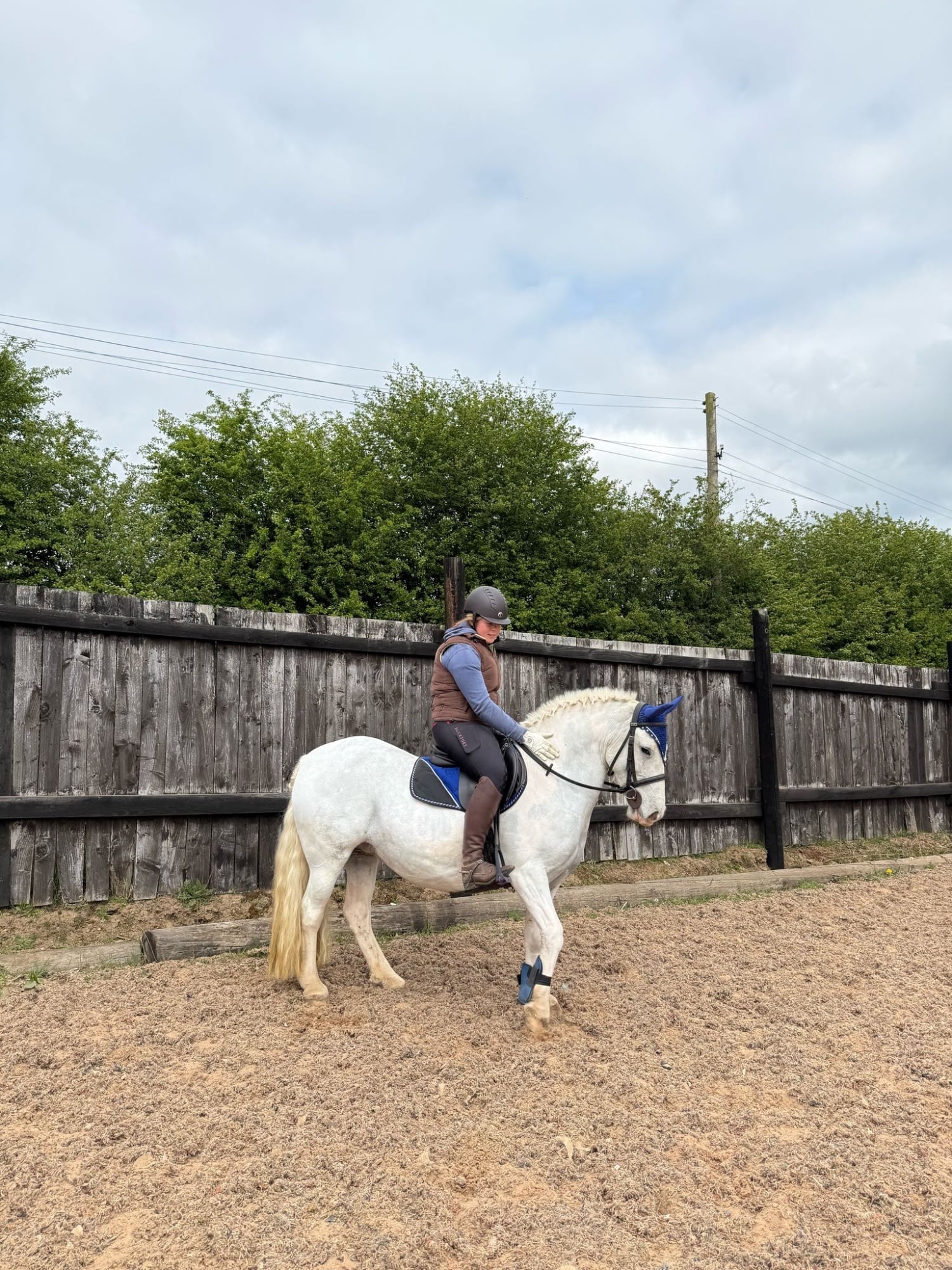 "Amber" Grey Mare Pony Club Pony