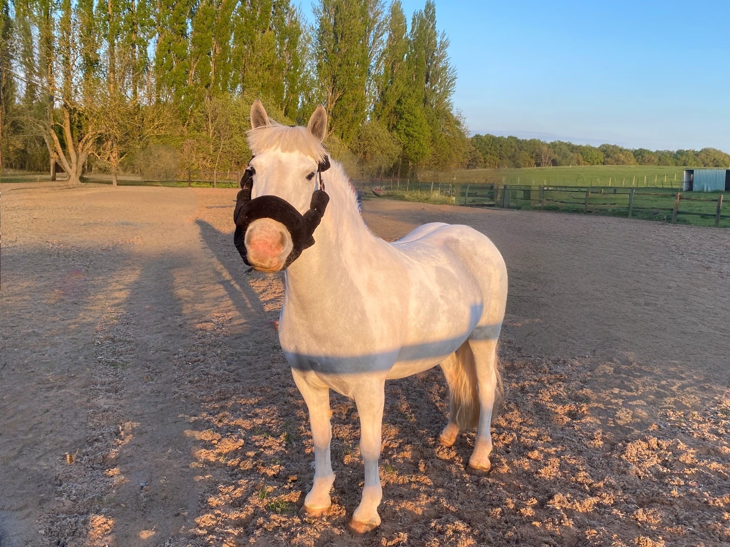 "Amber" Grey Mare Pony Club Pony - Horses