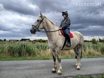 "Lyme valley commander" Dapple Grey Gelding All Rounder