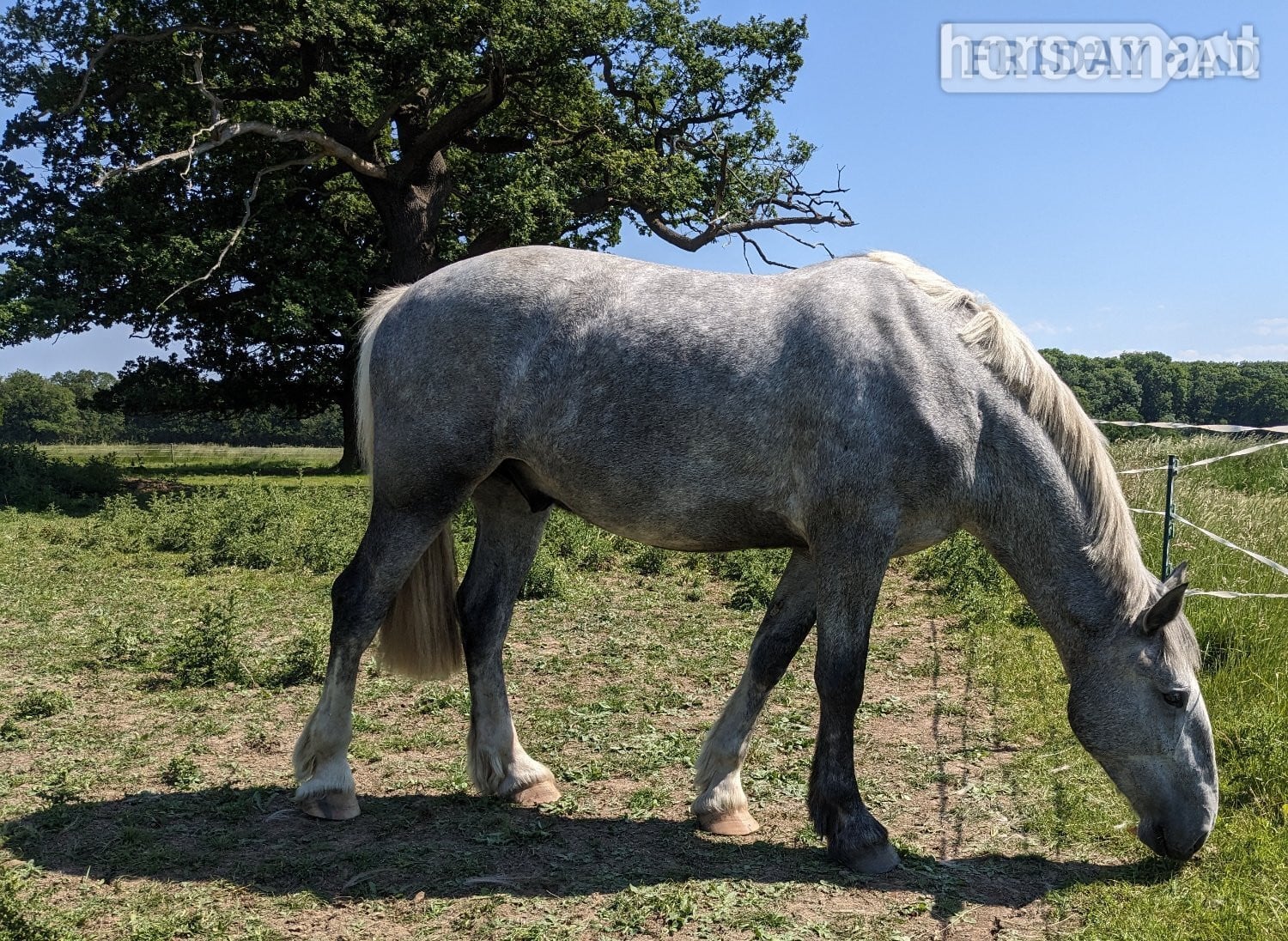 "Lyme valley commander" Dapple Grey Gelding All Rounder