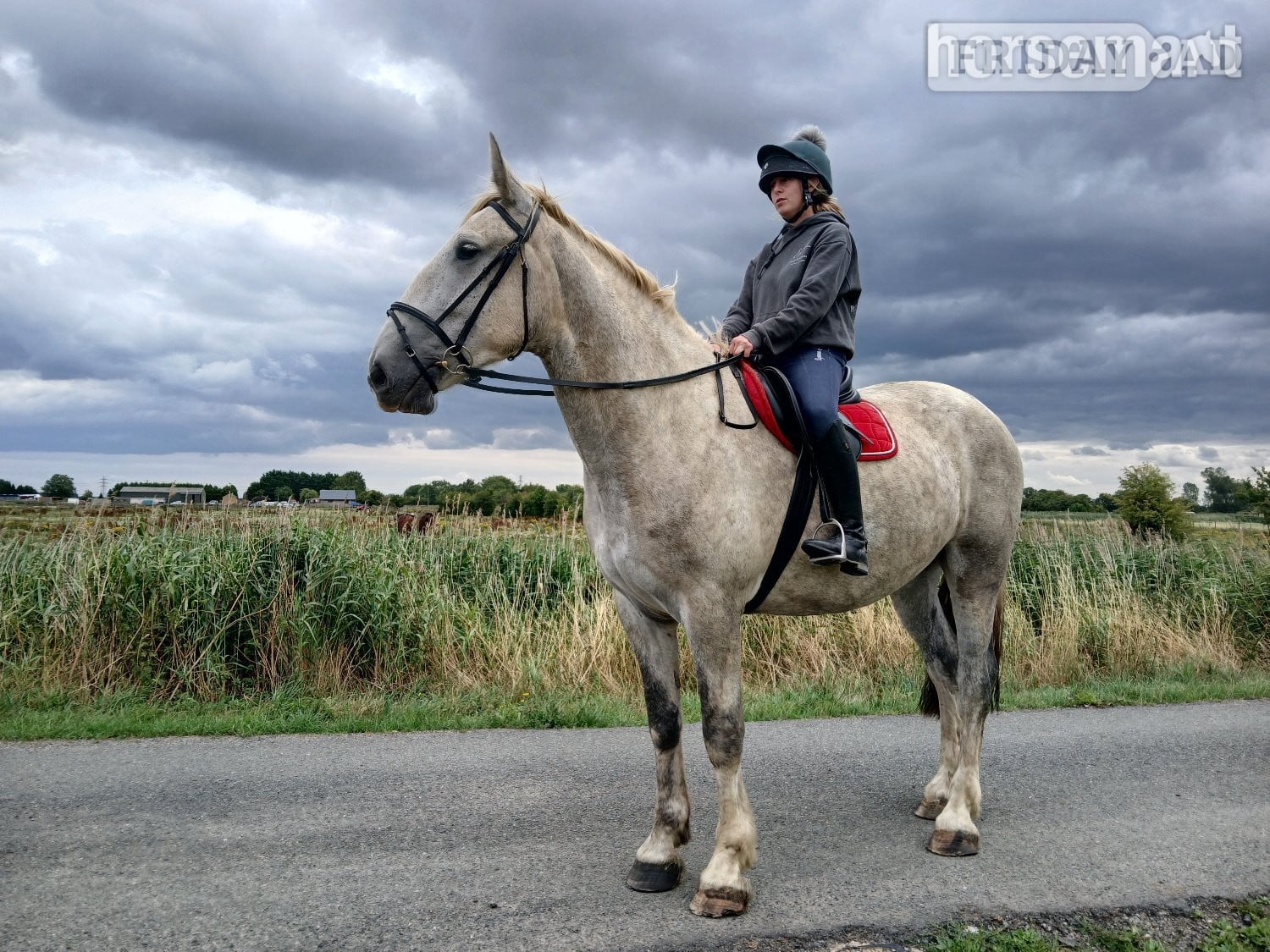 "Lyme valley commander" Dapple Grey Gelding All Rounder in Peterborough