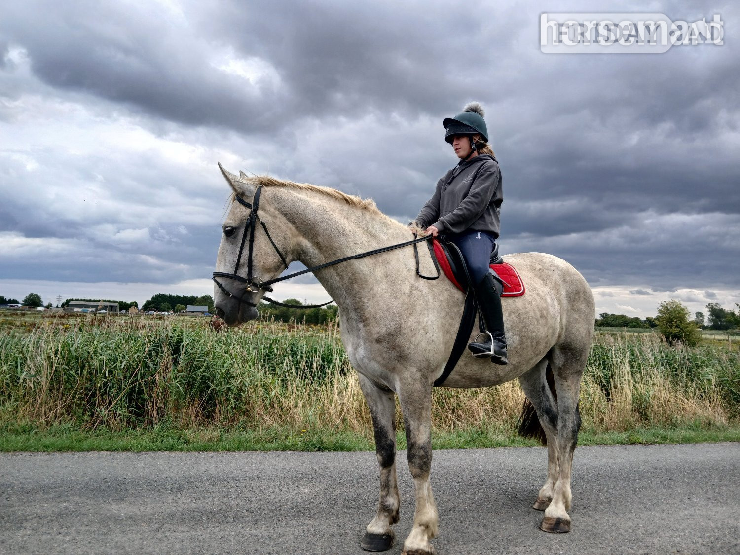 "Lyme valley commander" Dapple Grey Gelding All Rounder - Horses in Peterborough