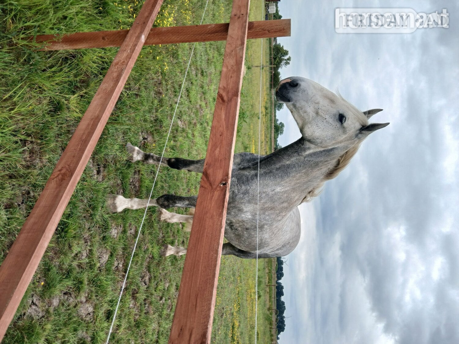 Peterborough "Lyme valley commander" Dapple Grey Gelding All Rounder