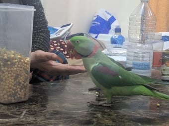 Pair Parrots Male and Female