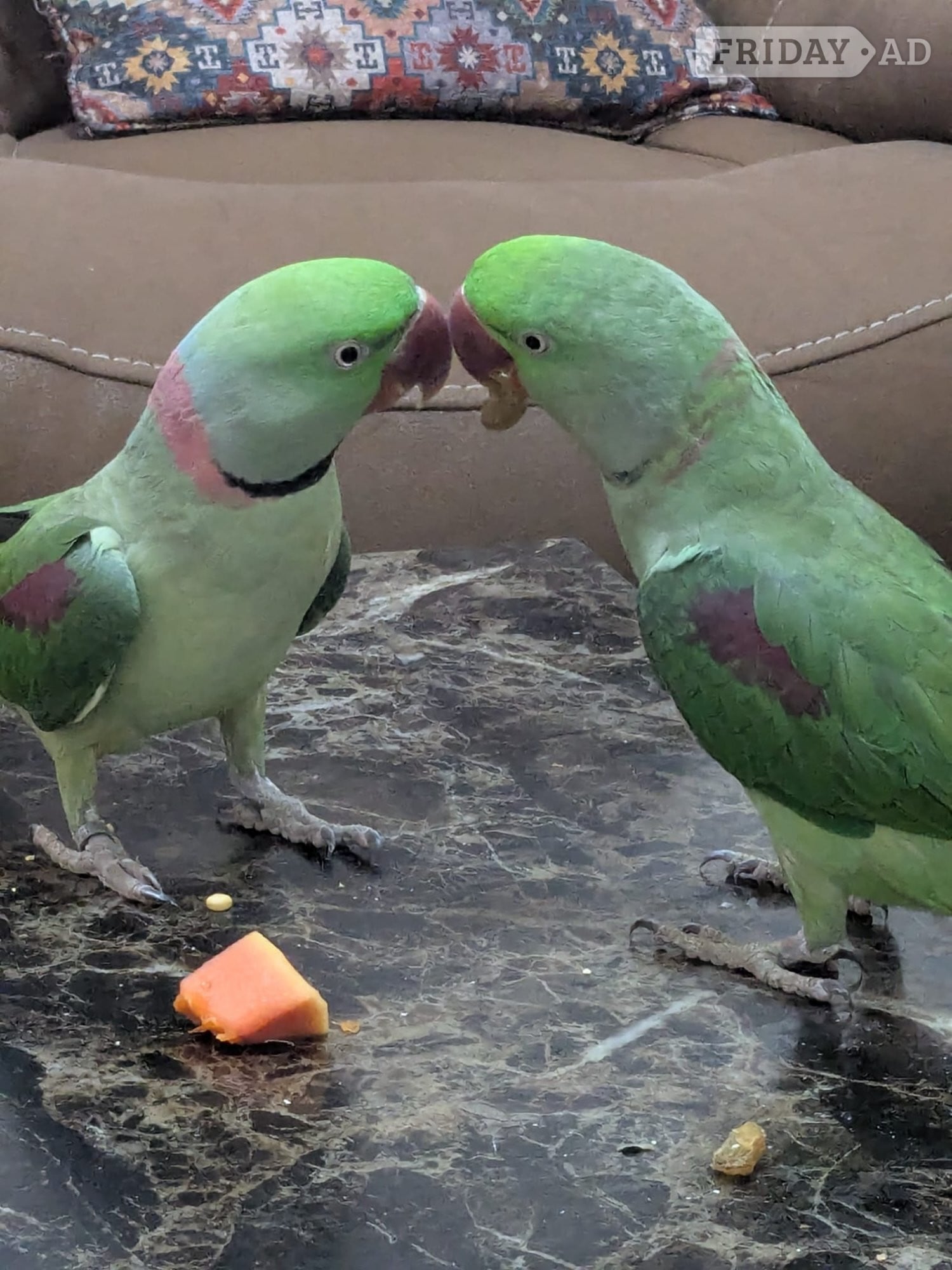 Pair Parrots Male and Female