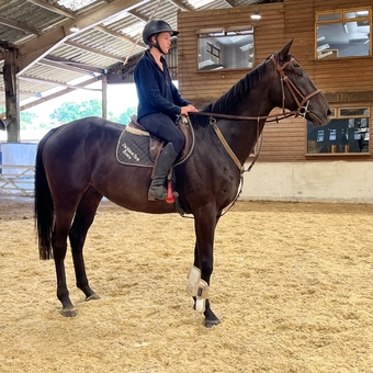 "Sherlock" Dark Brown Gelding All Rounder