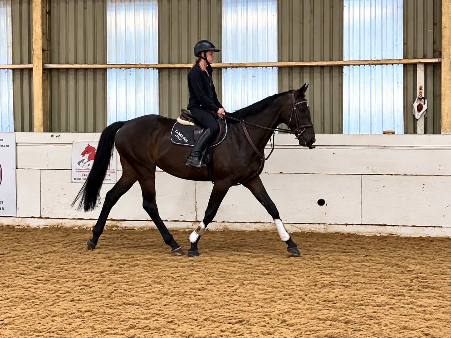 "Sherlock" Dark Brown Gelding All Rounder
