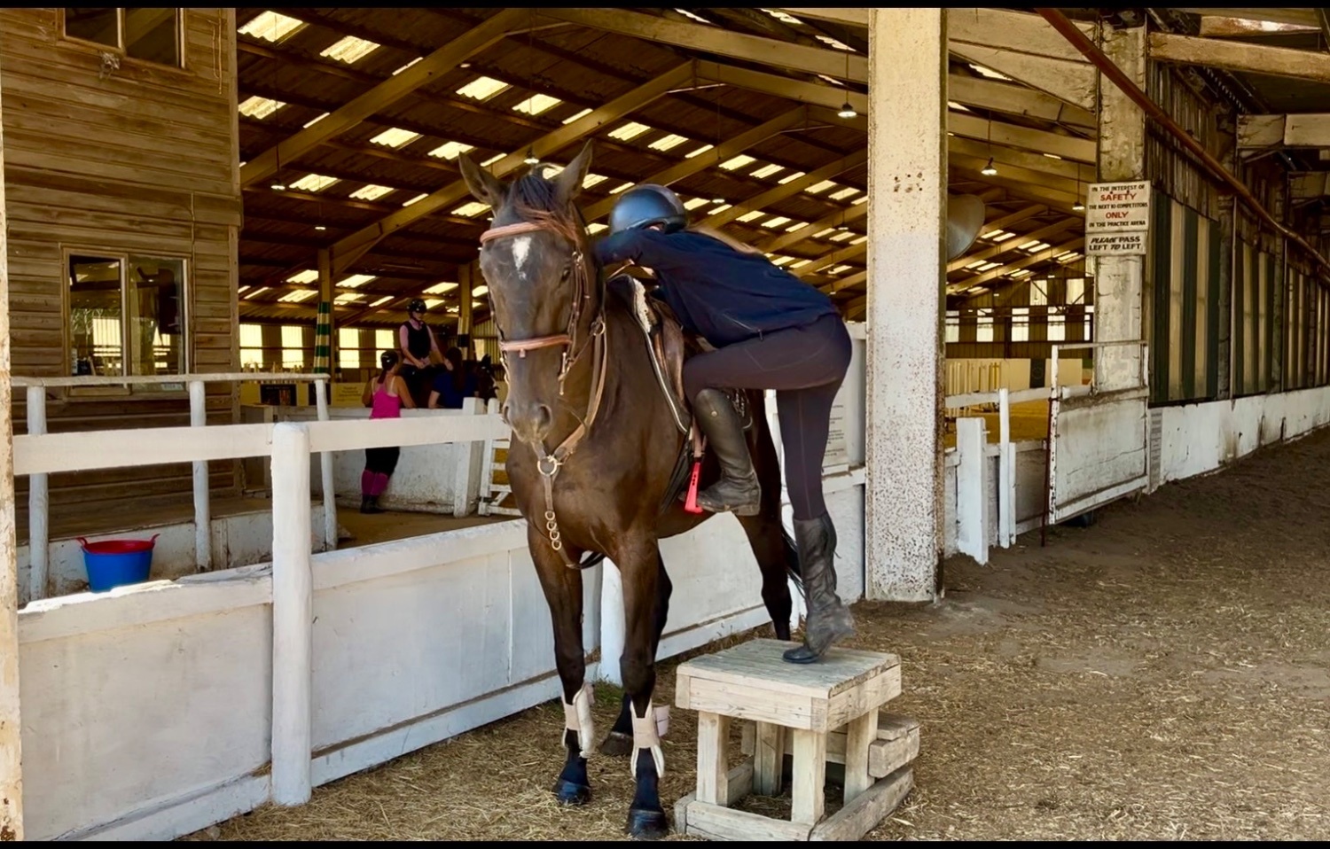 "Sherlock" Dark Brown Gelding All Rounder - Horses in Staplehurst