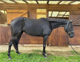 "Nellie " Black Mare All Rounder