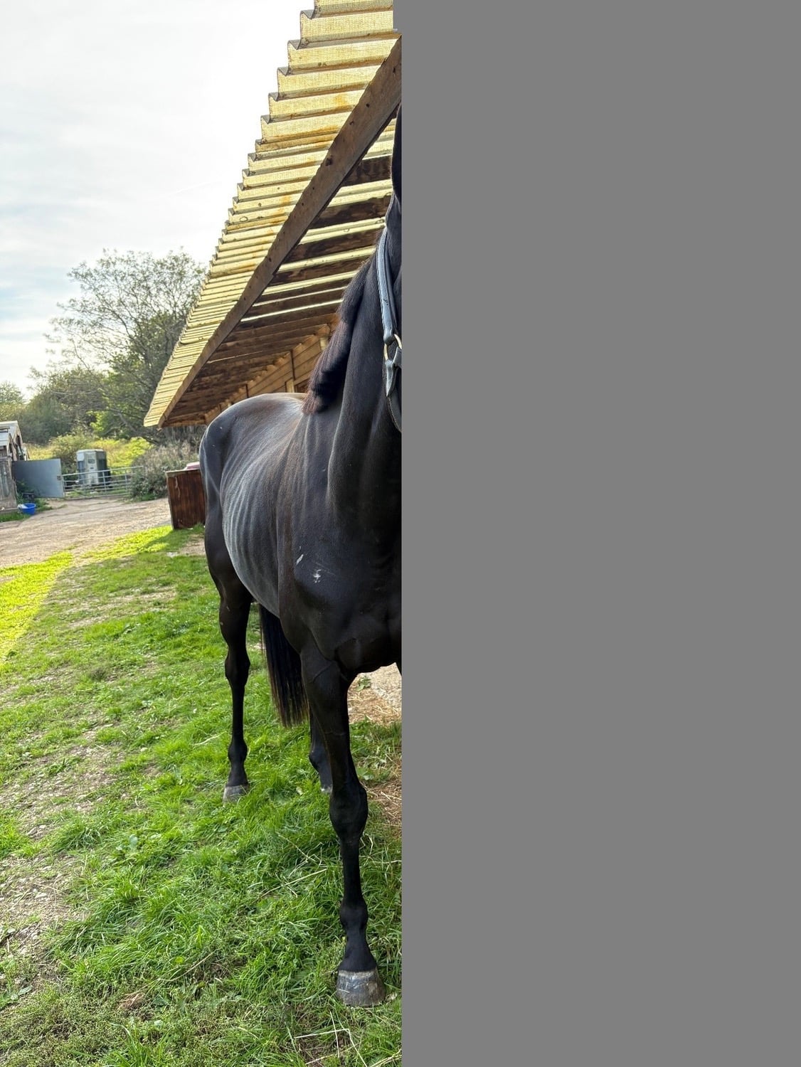 "Nellie " Black Mare All Rounder