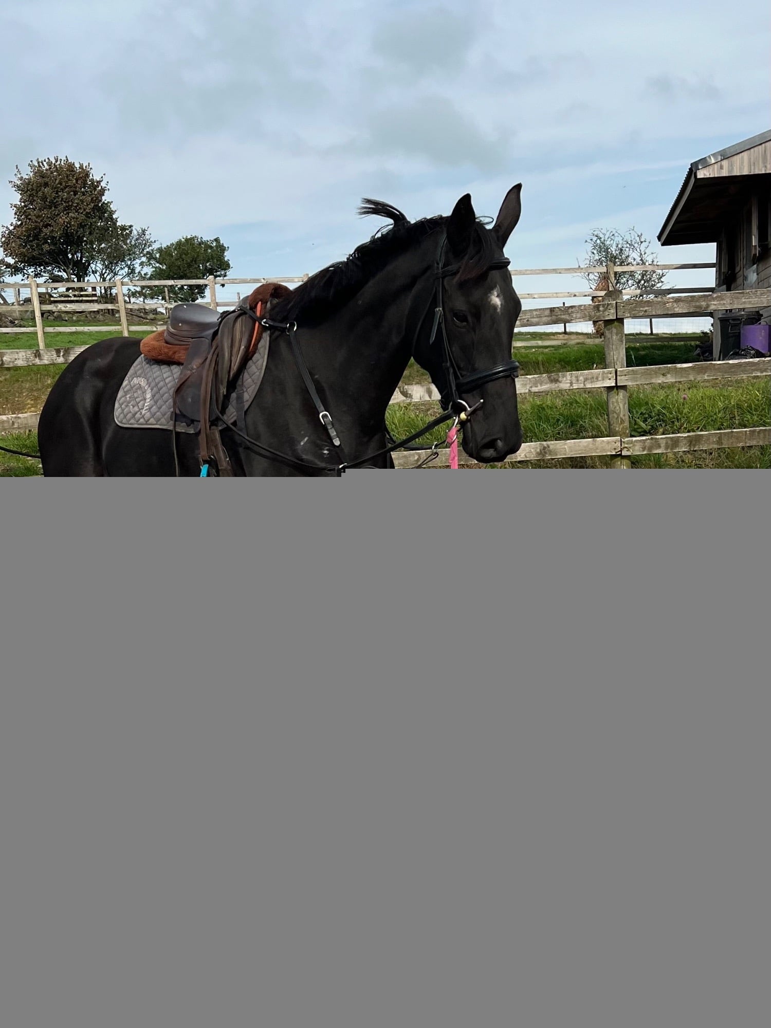Alsager "Nellie " Black Mare All Rounder