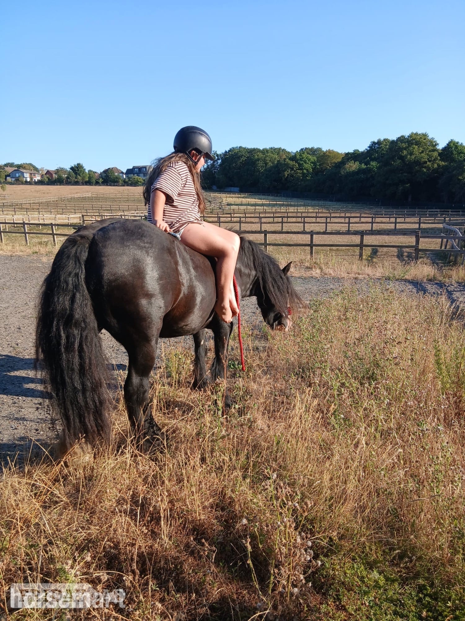 Happy hacker/ all rounder  - Horses in Buckhurst Hill