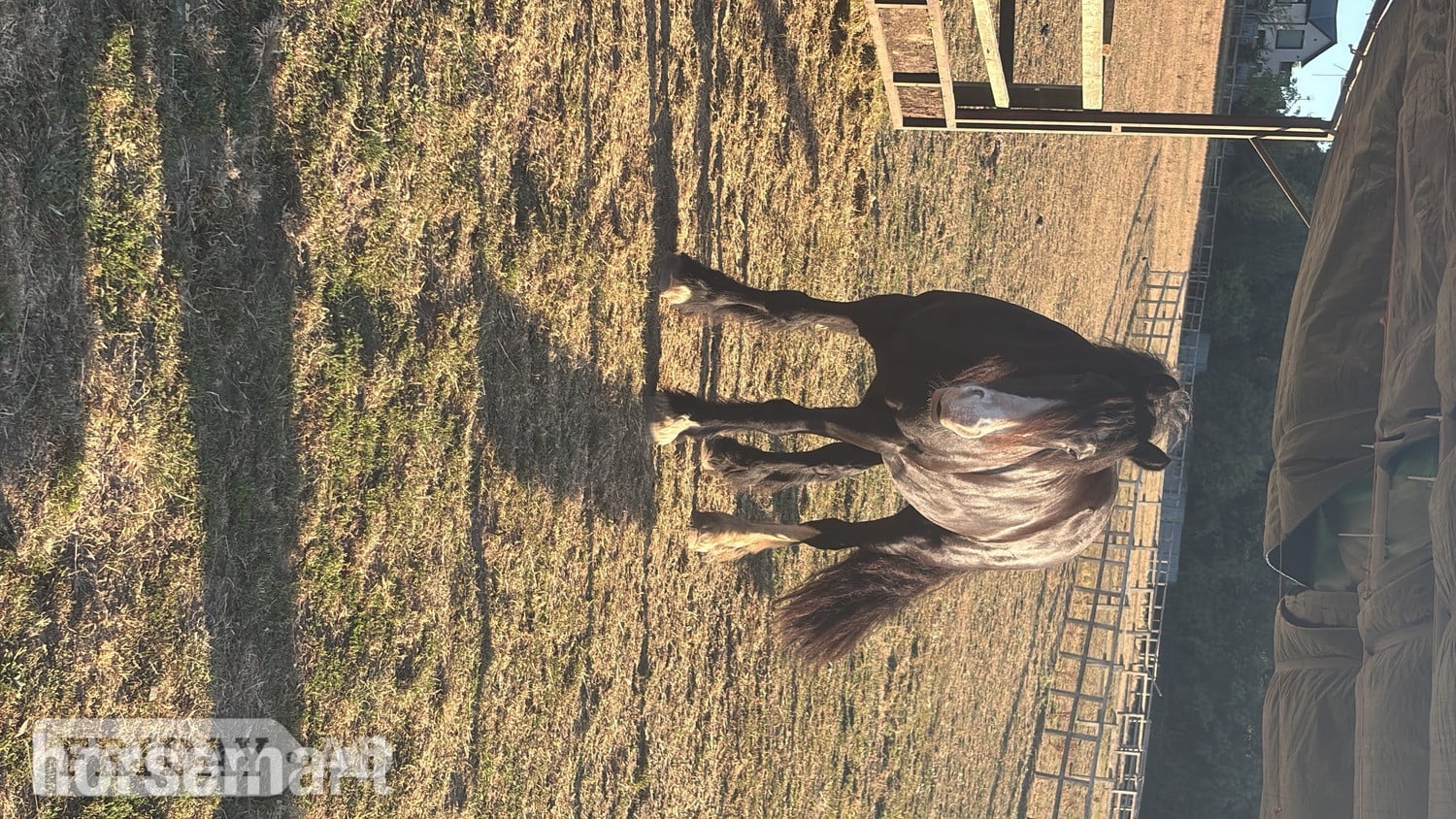 Happy hacker/ all rounder  - Horses