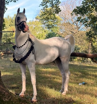 "Commander sultan " White Stallion Showing Horse