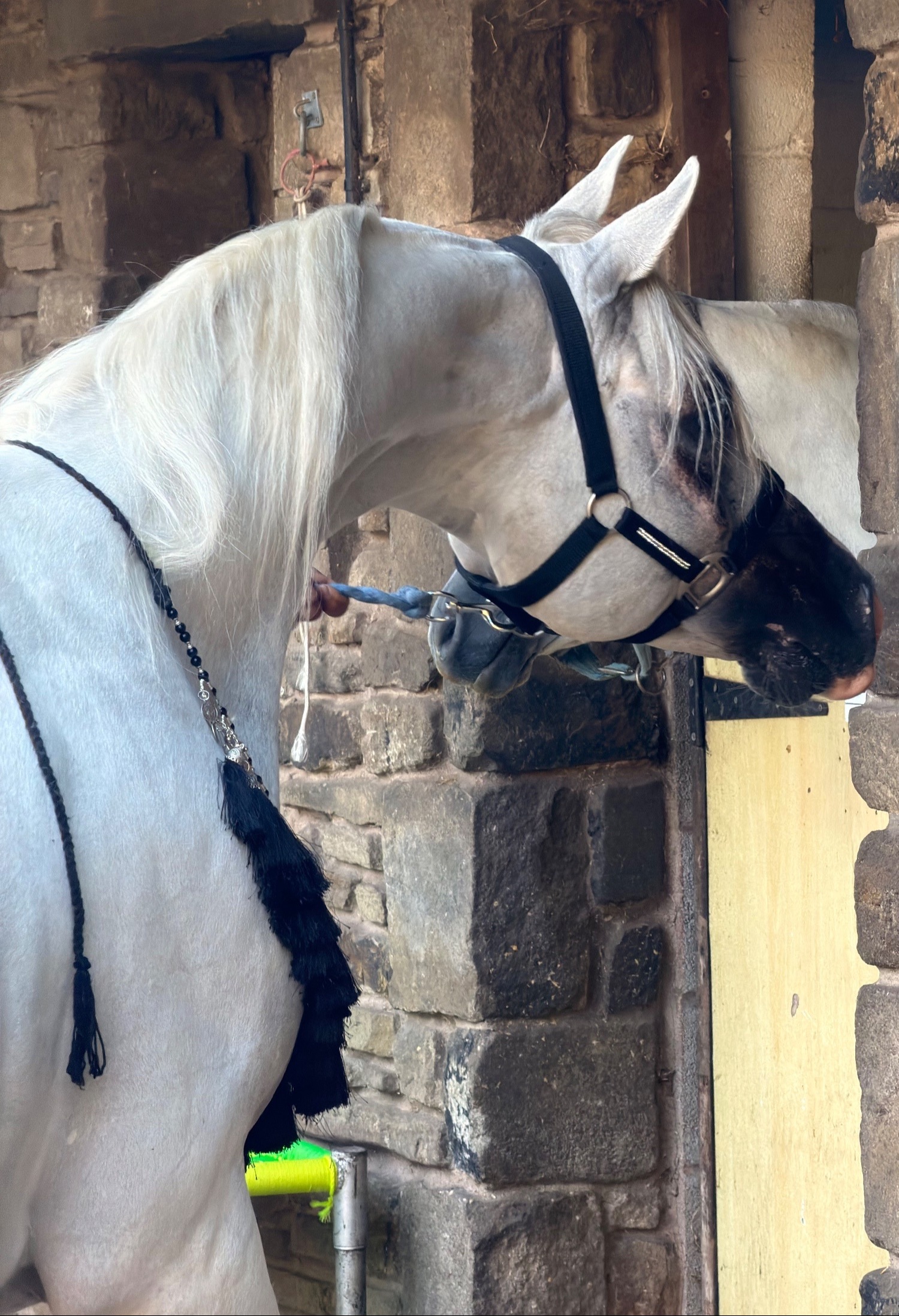 "Commander sultan " White Stallion Showing Horse