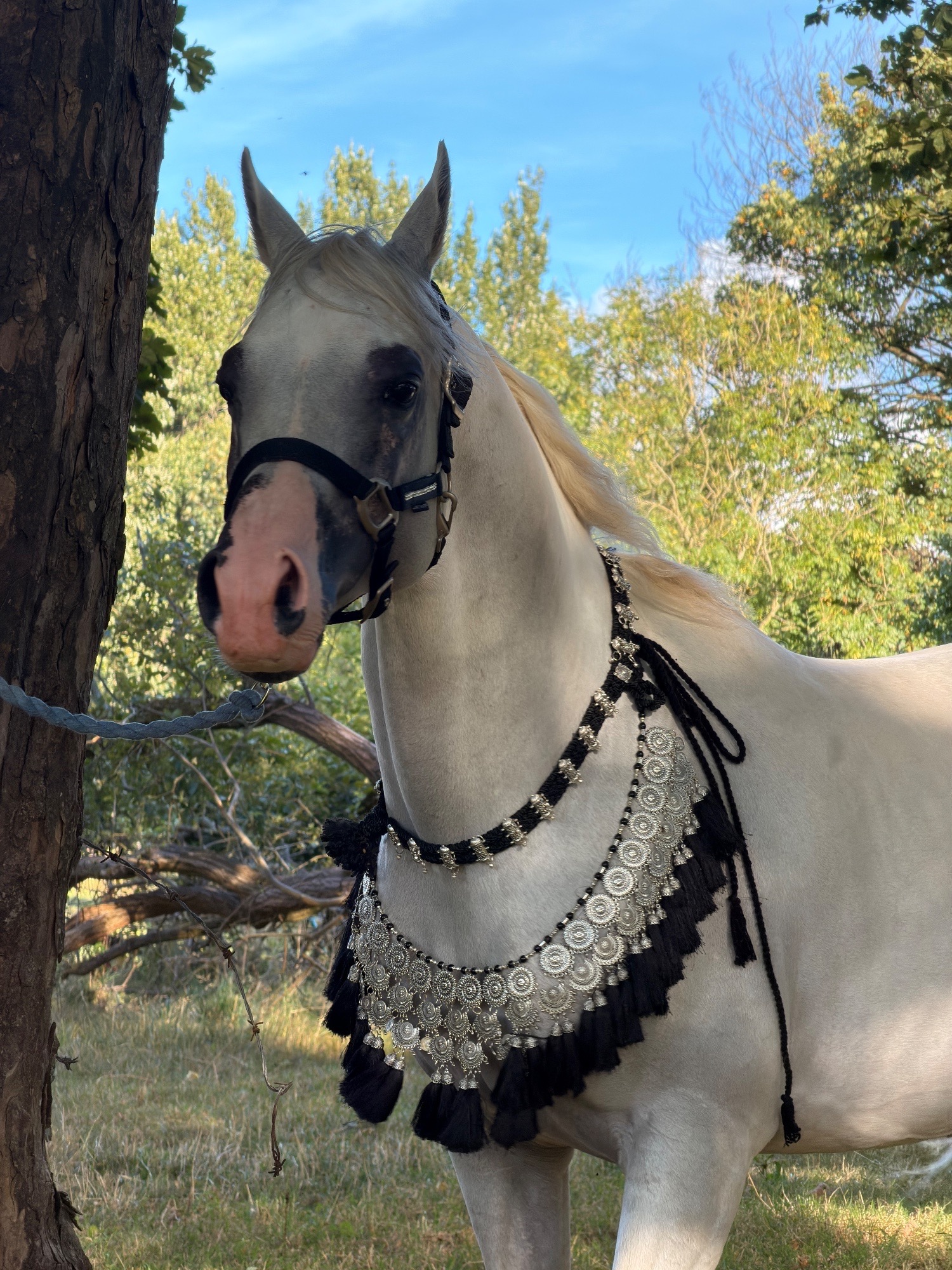 Bolton "Commander sultan " White Stallion Showing Horse