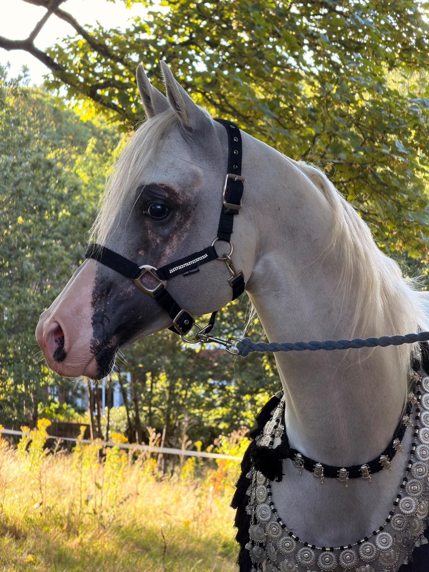 "Commander sultan " White Stallion Showing Horse - Horses in Bolton
