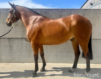 "Rocky" Bay Gelding All Rounder