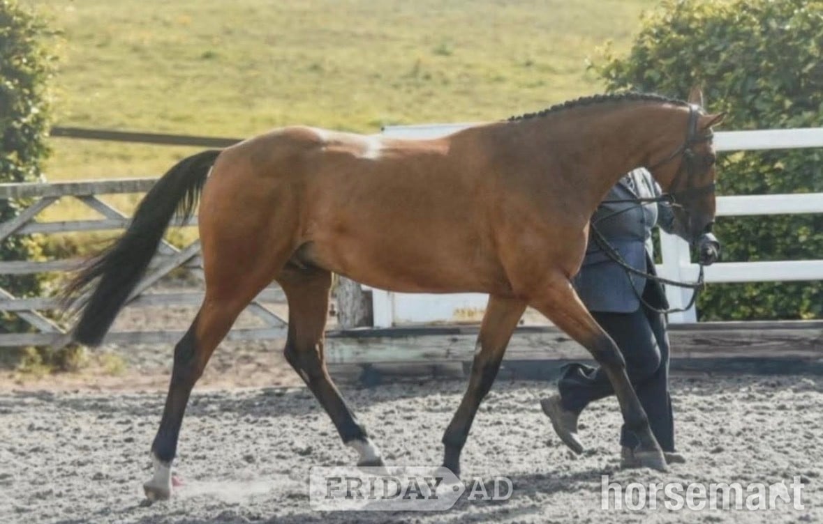 "Rocky" Bay Gelding All Rounder - Horses in Leicester