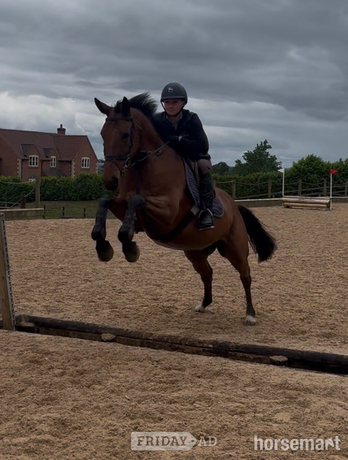 "Rocky" Bay Gelding All Rounder