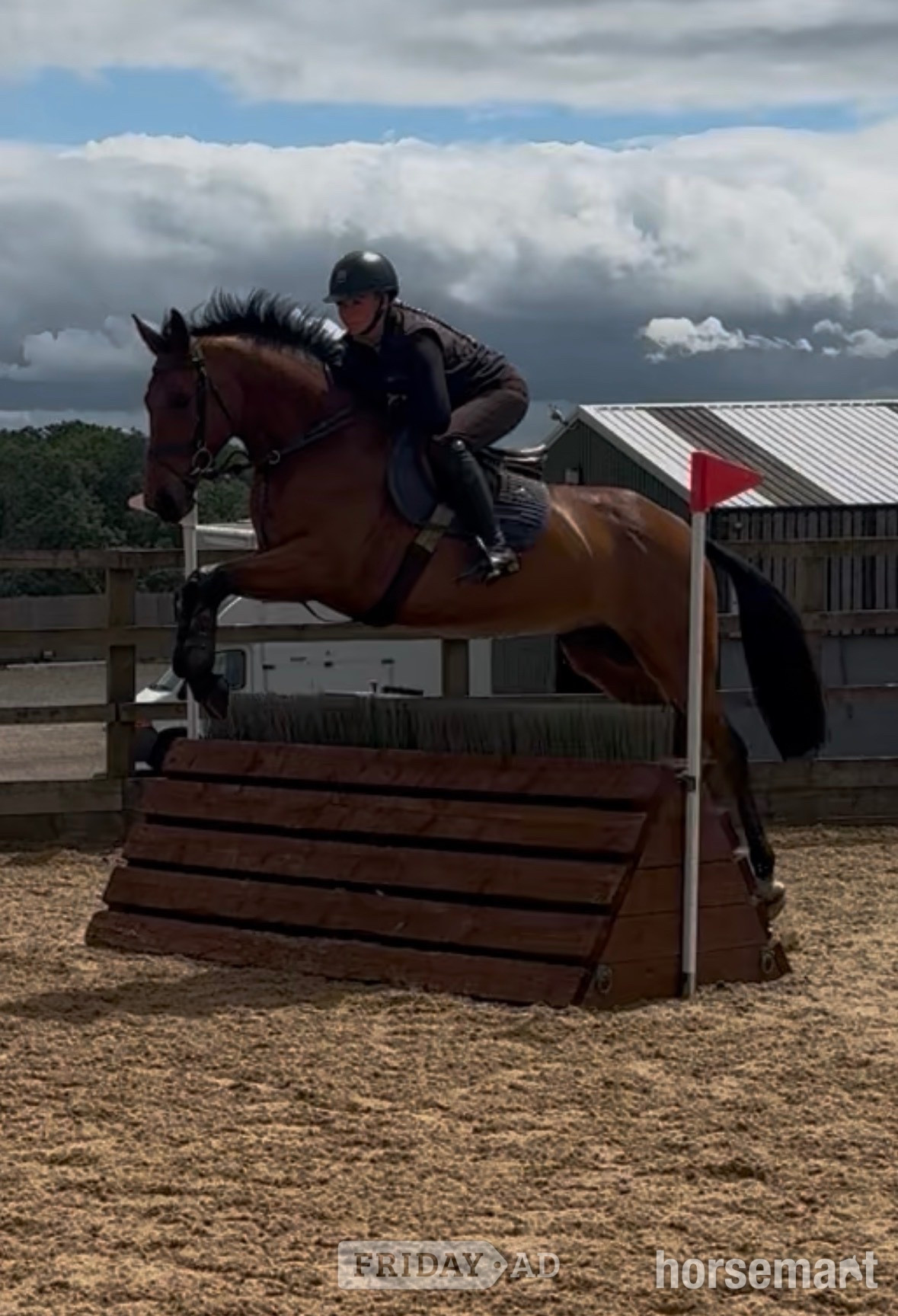 Leicester "Rocky" Bay Gelding All Rounder