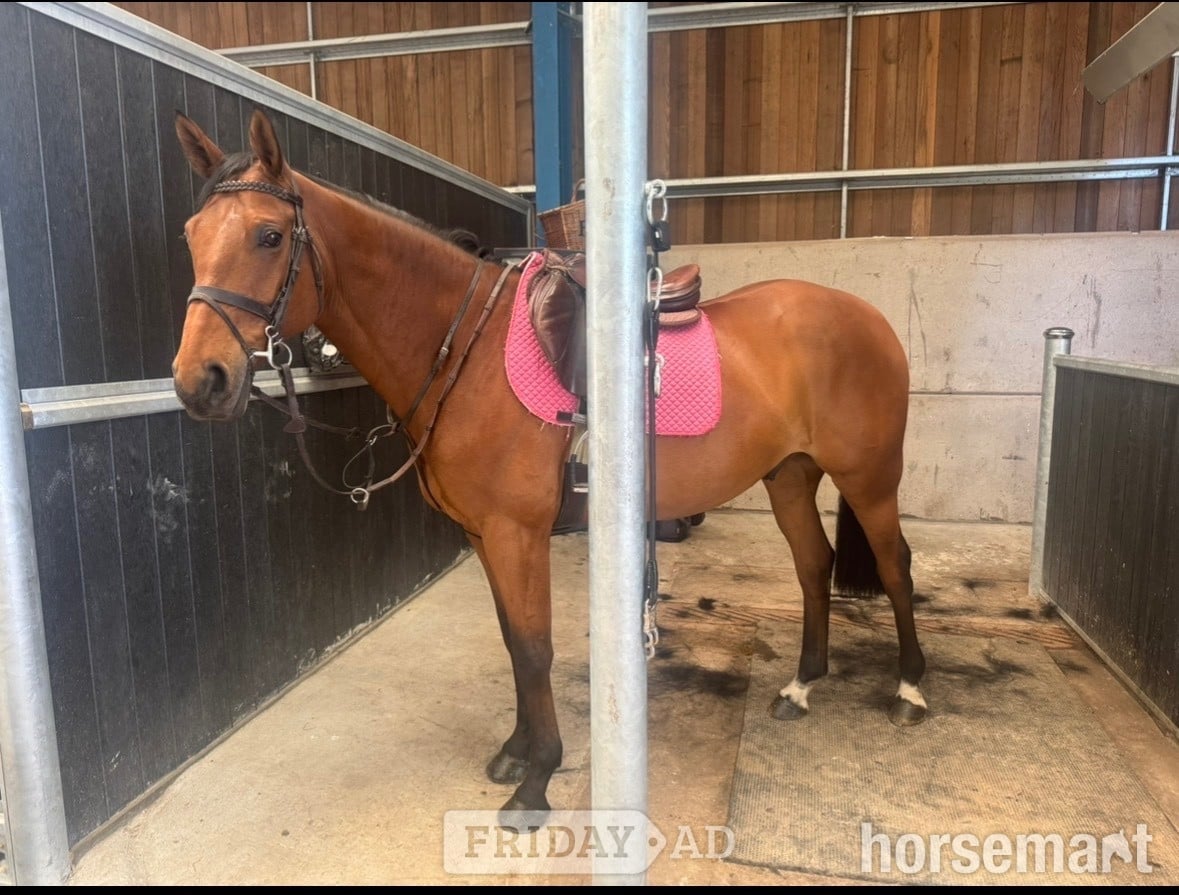 "Rocky" Bay Gelding All Rounder - Horses