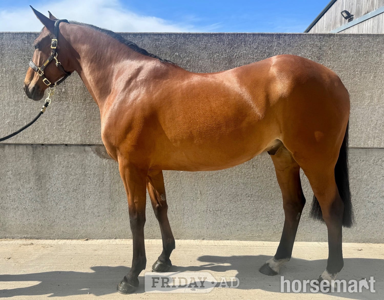 "Rocky" Bay Gelding All Rounder in Leicester