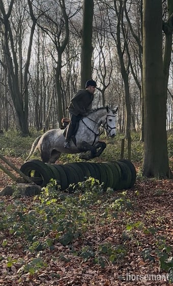 "Velvett Action (Margot)" Dapple Grey Mare Project Horse