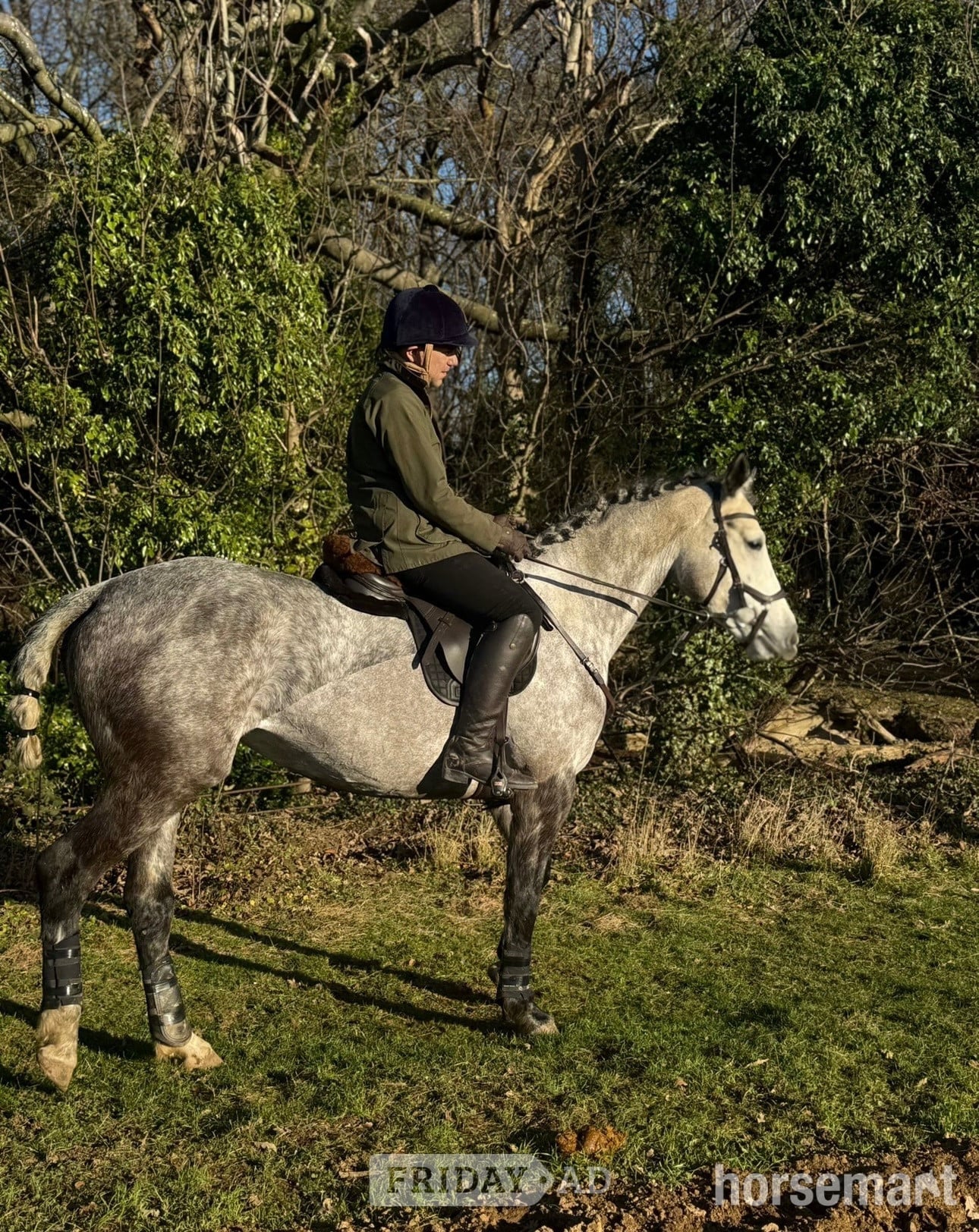 Batley "Velvett Action (Margot)" Dapple Grey Mare Project Horse