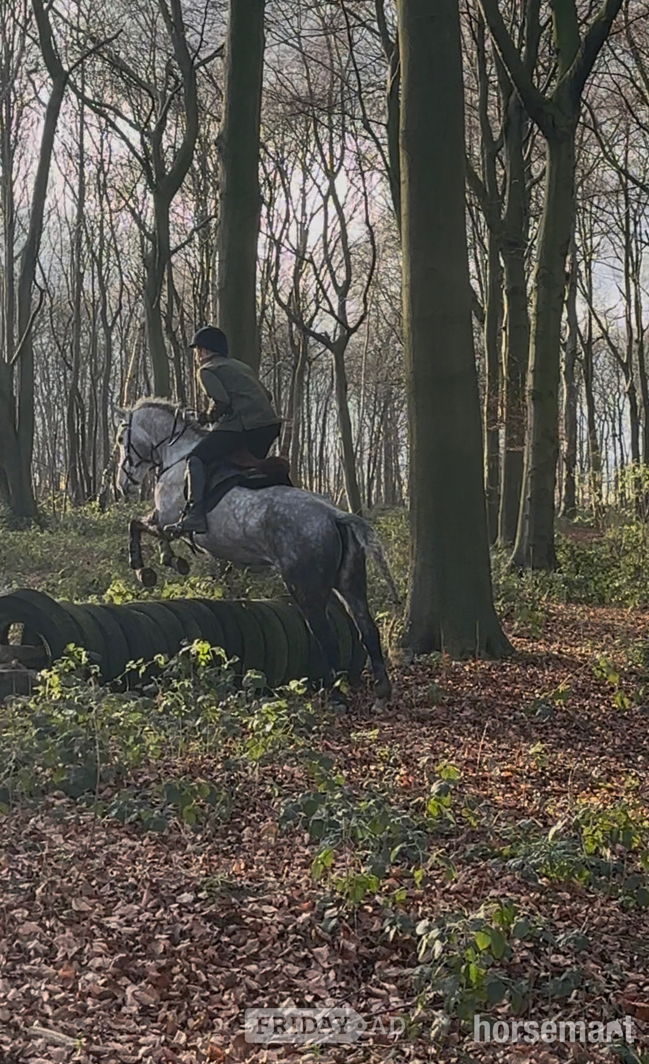 "Velvett Action (Margot)" Dapple Grey Mare Project Horse - Horses