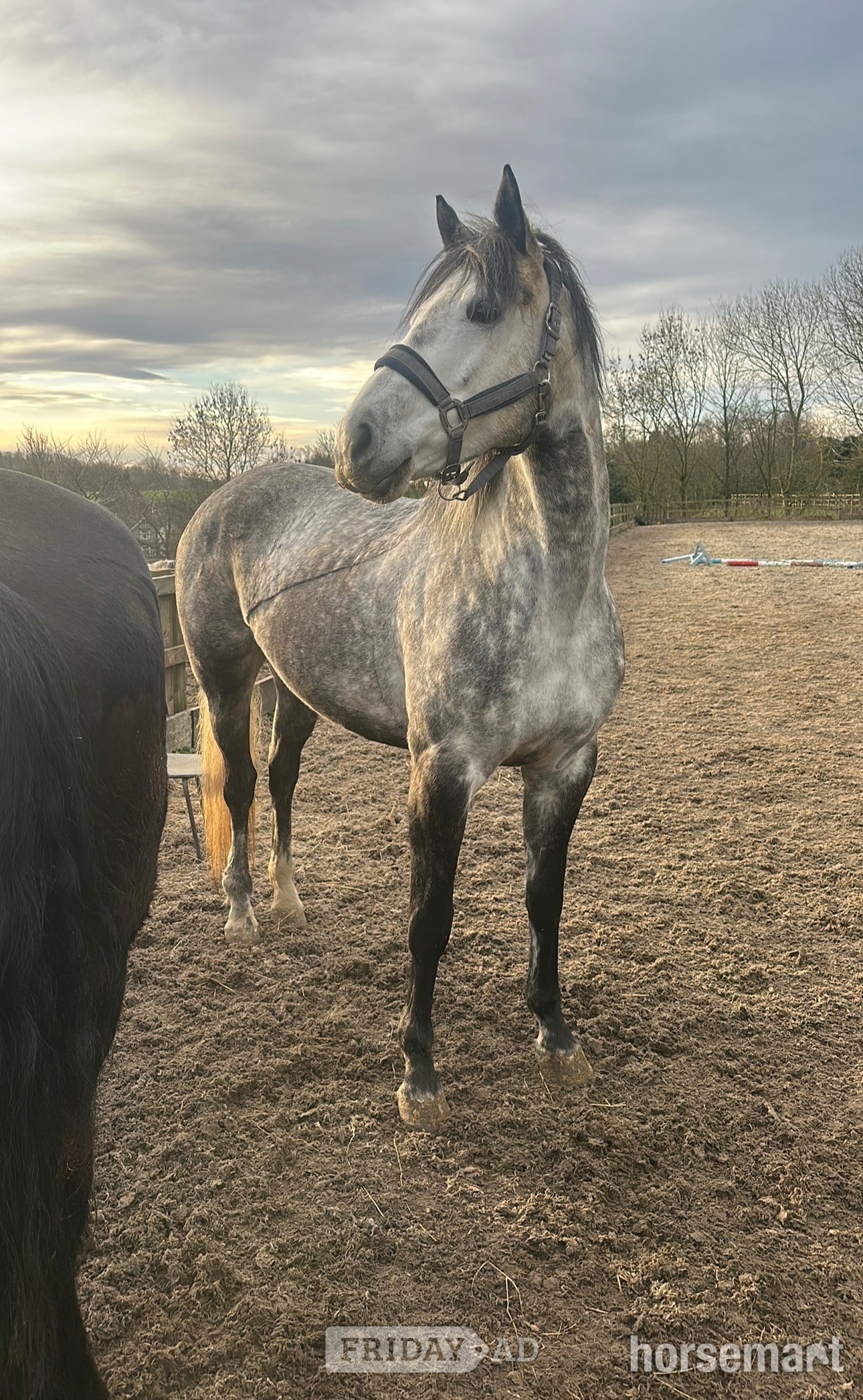 "Velvett Action (Margot)" Dapple Grey Mare Project Horse