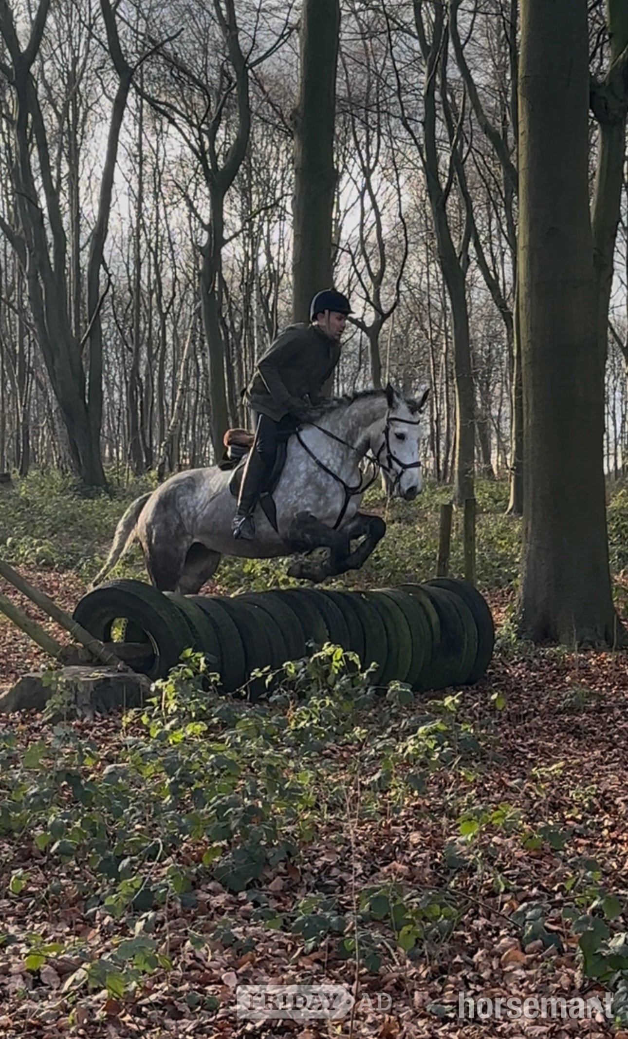 "Velvett Action (Margot)" Dapple Grey Mare Project Horse in Batley