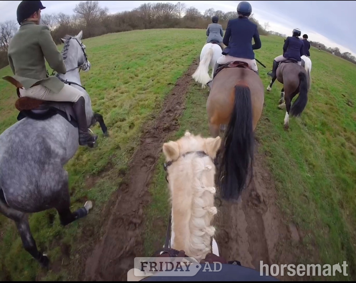 "Velvett Action (Margot)" Dapple Grey Mare Project Horse - Horses in Batley