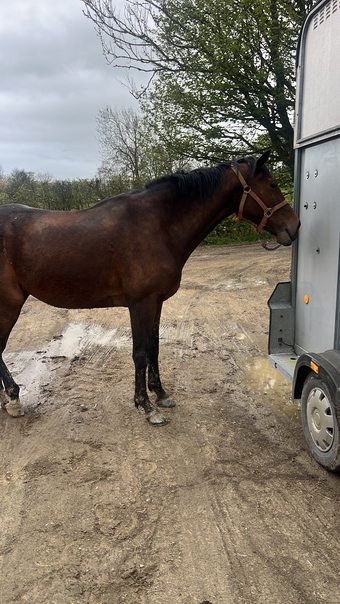 "Prim" Bay Mare All Rounder