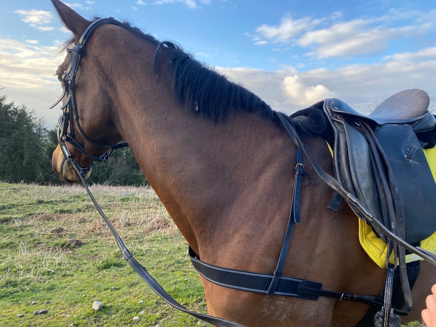 "Prim" Bay Mare All Rounder