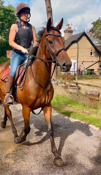 "Honey" Bay Mare Ex Racehorse