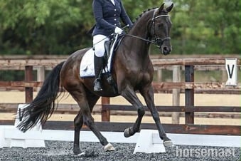"Forever Classic aka Charlie" Black Gelding Dressage Horse