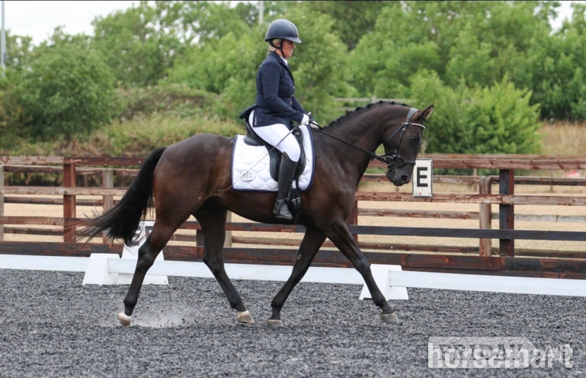 "Forever Classic aka Charlie" Black Gelding Dressage Horse