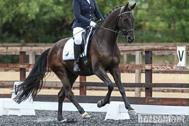 "Forever Classic aka Charlie" Black Gelding Dressage Horse in Ely