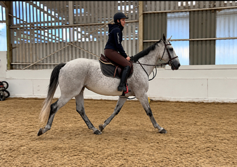 "Freckles" Fleabitten Grey Mare All Rounder