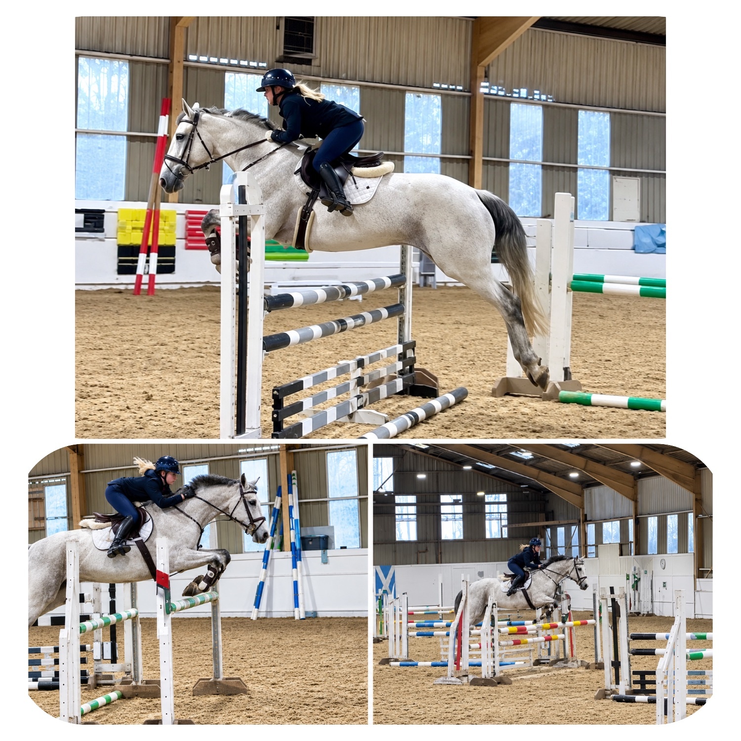 "Freckles" Fleabitten Grey Mare All Rounder