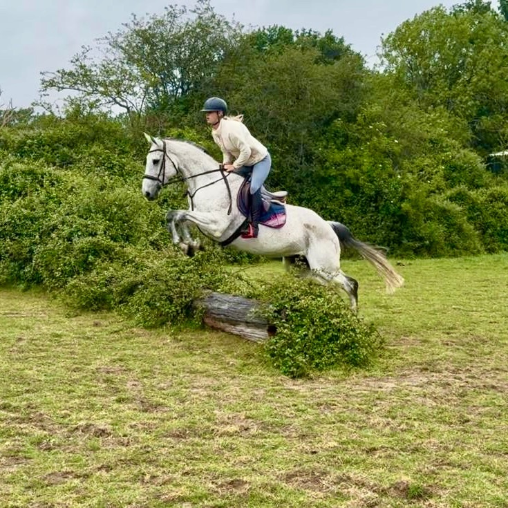 Staplehurst "Freckles" Fleabitten Grey Mare All Rounder