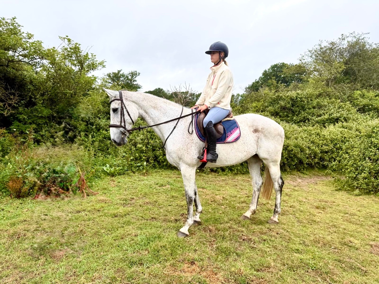"Freckles" Fleabitten Grey Mare All Rounder - Horses in Staplehurst