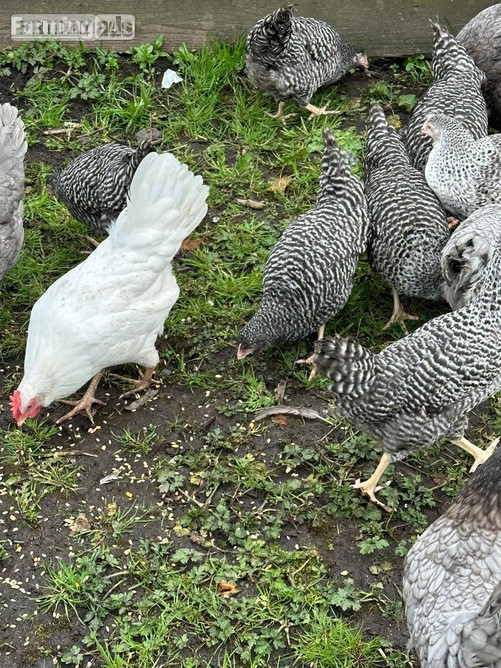 Barred Marans - Point of Lay Hens in Pilling