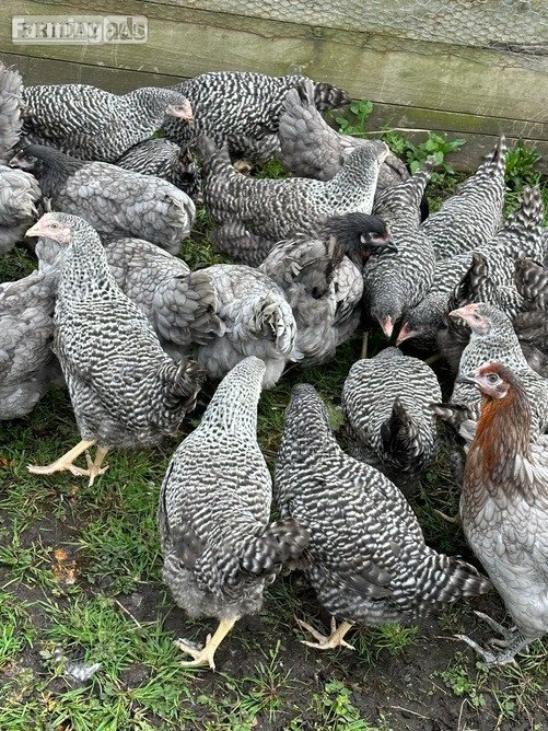 Barred Marans - Point of Lay Hens